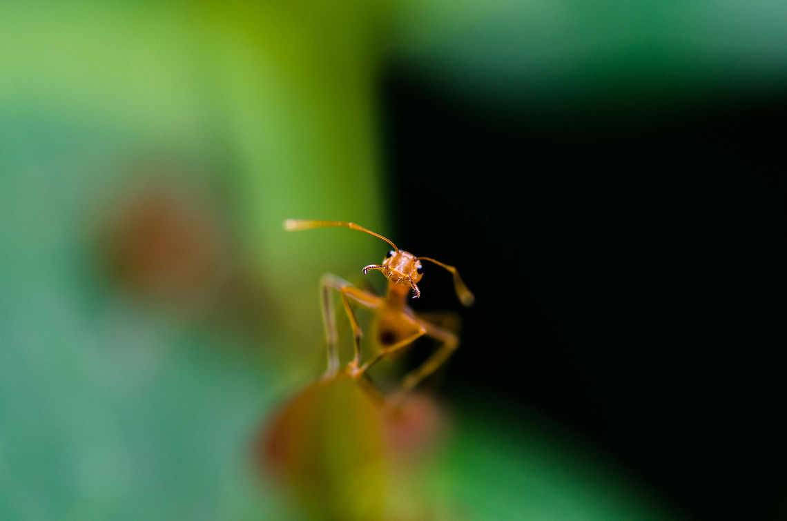 Hello! :P Gold Ant. Geotagged,Vietnam