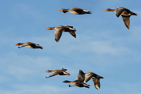 Group of Greylags in flight Greylag Geese in flight Birds,Flight,Geese,Greylag Goose,greylag