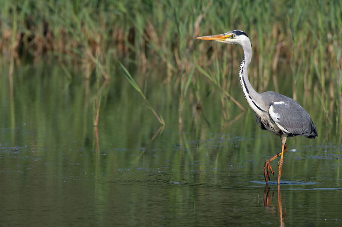 heron Heron Hunting Ardea cinerea,Birds,Grey Heron,Heron