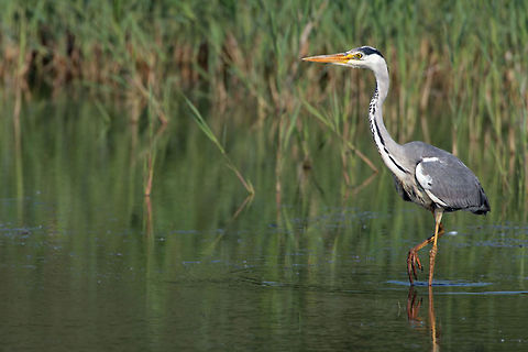 heron Heron Hunting Ardea cinerea,Birds,Grey Heron,Heron