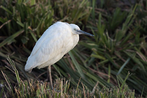Egret Egret resting after lunch Egretta garzetta,Little Egret,birds,egret