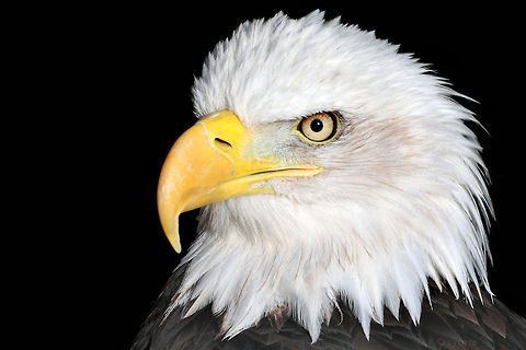 Bald Eagle Bald Eagle Bald Eagle,Bird of prey,Birds,Eagle,Haliaeetus leucocephalus,bald