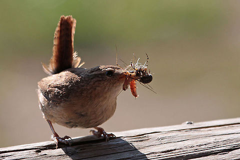 Jenny Wren Wren with beak-full of food. Troglodytes aedon,birds,wren