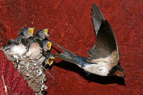 Swallows Nest Adult Swallow leaving nest after feeding Barn Swallow,Chick,Hirundo rustica,birds,nest,swallow