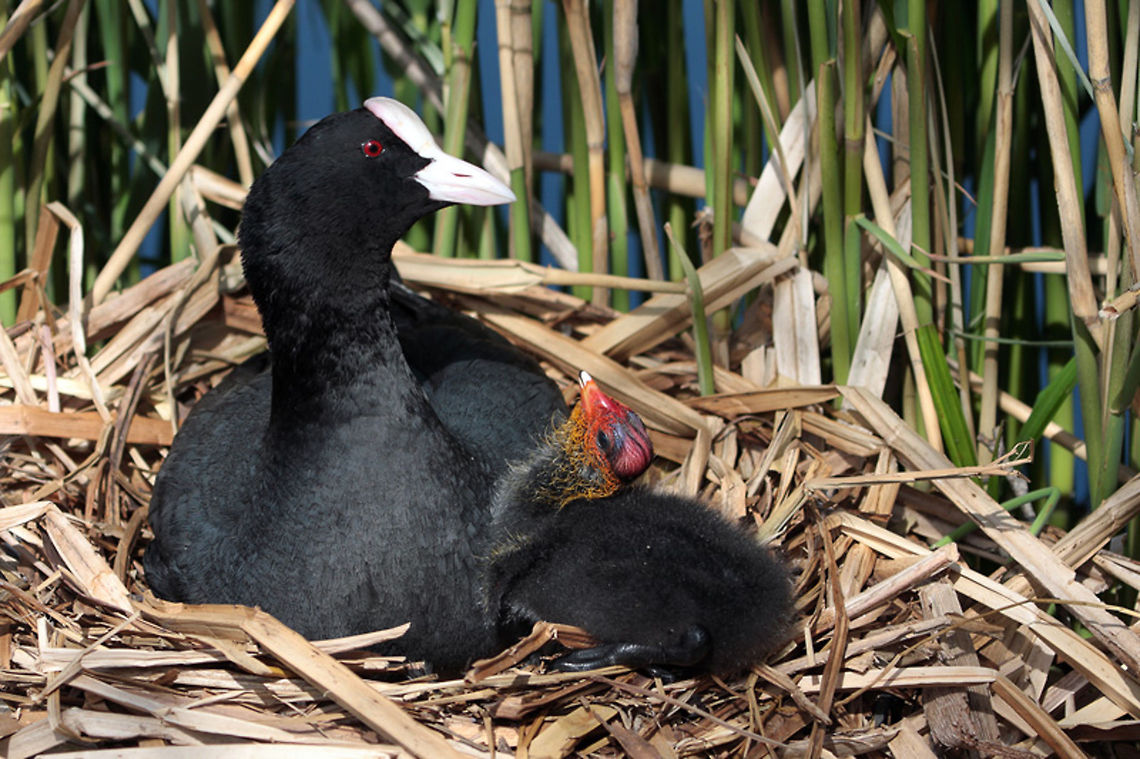 Coot Nest Mother and chick on nest Birds,Eurasian Coot,Fulica atra,chick,coot,nest