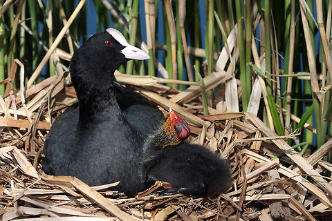 Coot Nest Mother and chick on nest Birds,Eurasian Coot,Fulica atra,chick,coot,nest