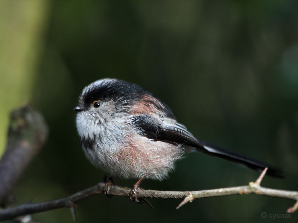 Long Tailed Tit Long Tailed Tit  Aegithalos caudatus,Birds,Long-tailed Tit,Tits
