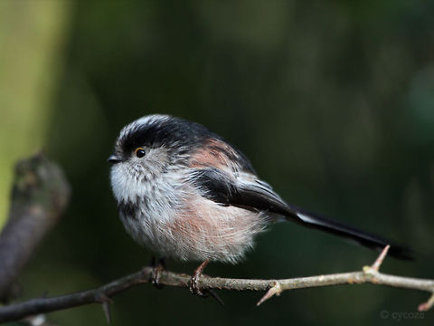 Long Tailed Tit Long Tailed Tit  Aegithalos caudatus,Birds,Long-tailed Tit,Tits