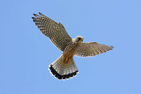 Kestrel Hunting Male Kestrel Hunting on updraught from cliff. beak,birds,falcon,flight,hunting,kestrel,raptor,talons,wings