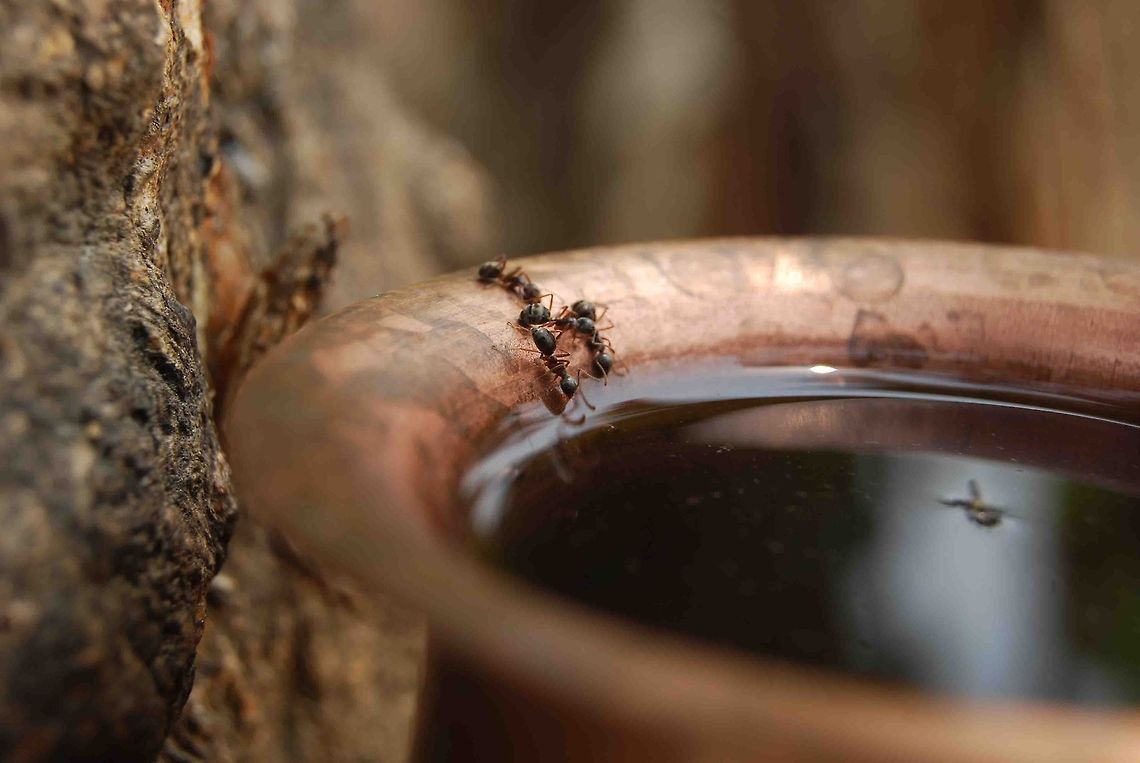 Life is water. Water is life. Quenching