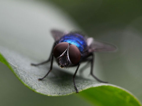 Goo aay The Shit Fly