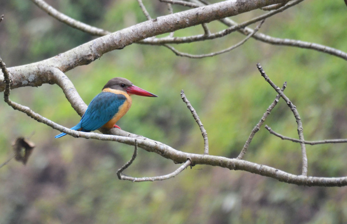Kingfisher Chitwan National Park, 2014 Pelargopsis capensis,Stork-billed Kingfisher
