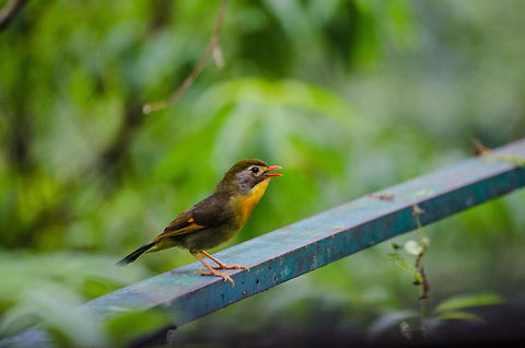 Red-billed leiothrix  Geotagged,India,Leiothrix lutea,Red-billed Leiothrix