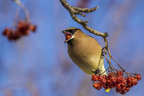 Cedar waxwing - Caught red handed A cedar waxwing in Montreal's botanical gardens stuffing down a berry on a bright winter's day. Bombycilla cedrorum,Canada,Cedar Waxwing,Geotagged
