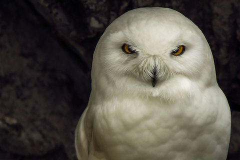 Ecomuseum - Evil eye The montreal ecomuseum's snowy owl giving it's most intimidating stare. Bubo scandiacus,Canada,Geotagged,Snowy Owl