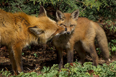 Fox : Nuzzle Two foxes at the montreal botanical gardens Canada,Geotagged,Red Fox,Vulpes vulpes