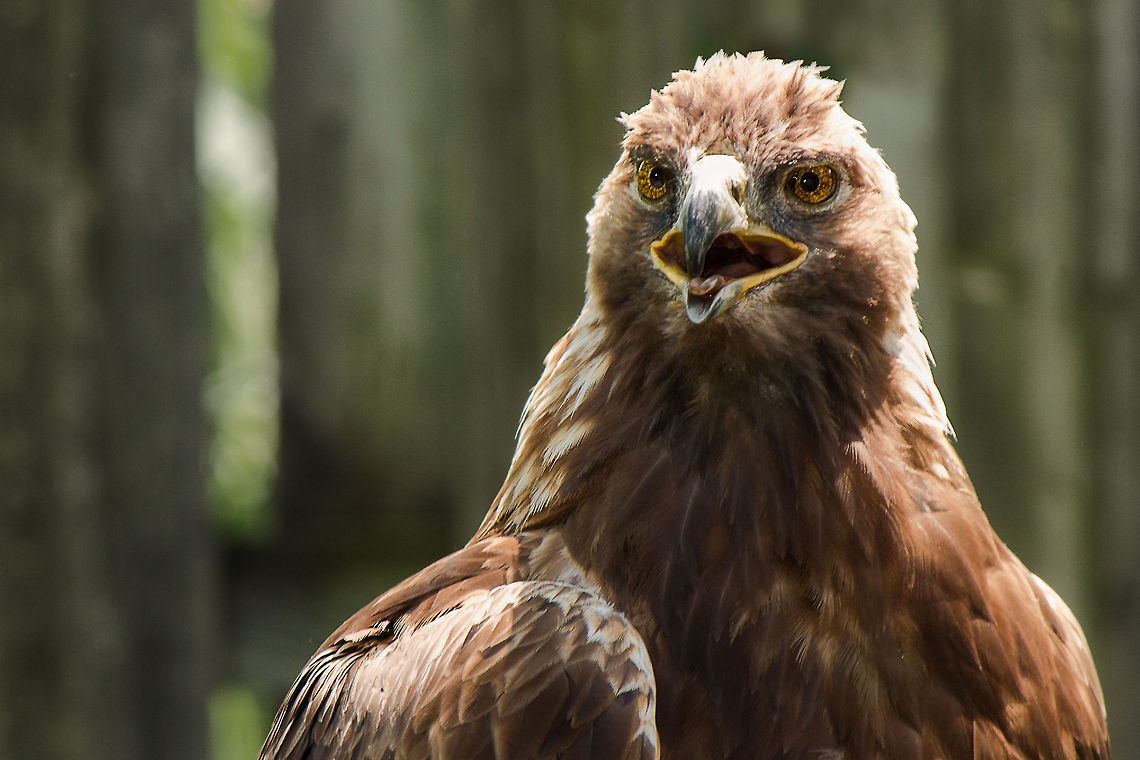 Ecomuseum : Juvenile golden eagle A golden eagle residing in montreal&#039;s ecomuseum Aquila chrysaetos,Canada,Geotagged,Golden Eagle