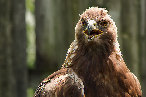 Ecomuseum : Juvenile golden eagle A golden eagle residing in montreal's ecomuseum Aquila chrysaetos,Canada,Geotagged,Golden Eagle