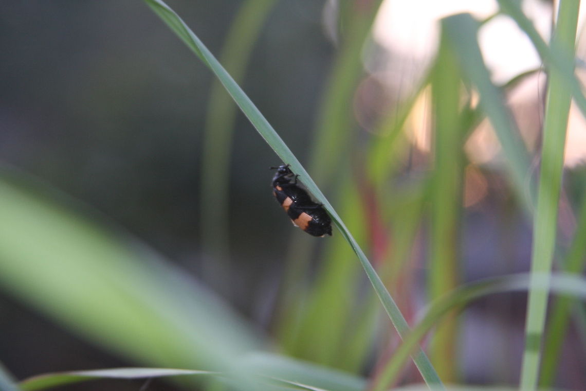 A Beetle chilling on a blade of grass