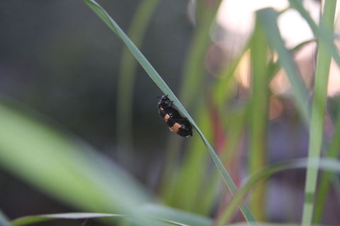 A Beetle chilling on a blade of grass