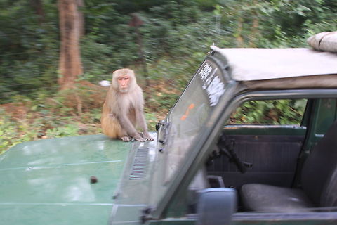 Monkey attack! in Jim Corbett, i was looking for a tiger and monkeys attacked a fellow gypsy!!! Macaca mulatta,Rhesus macaque