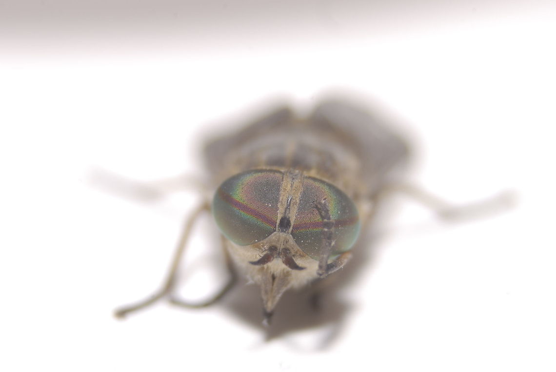 9286635482_68f305266a_o