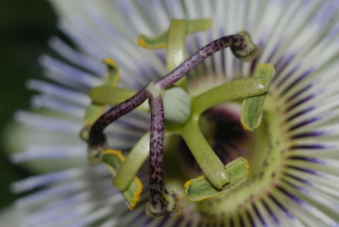 _DSC8370  Maracujá,Passiflora edulis,Passion fruit