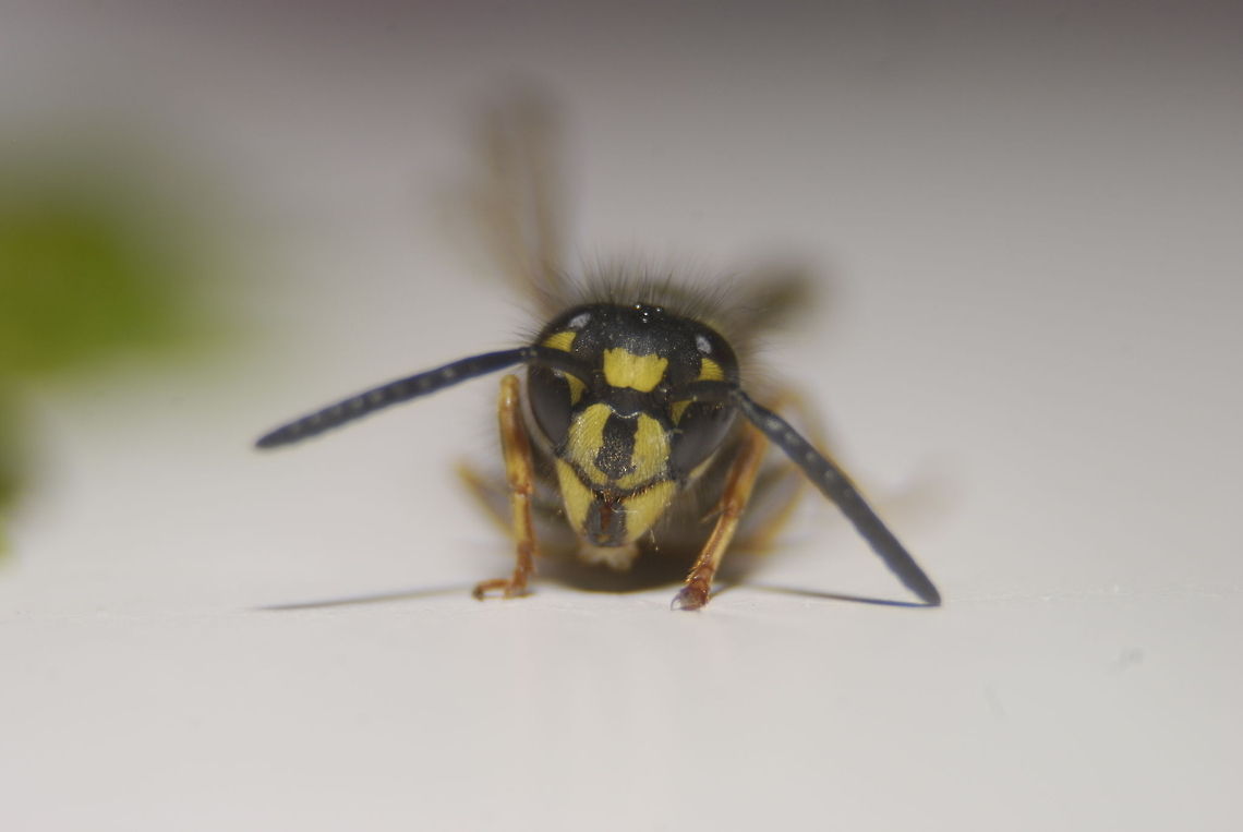 9501769815_9bd4150c09_o(1)