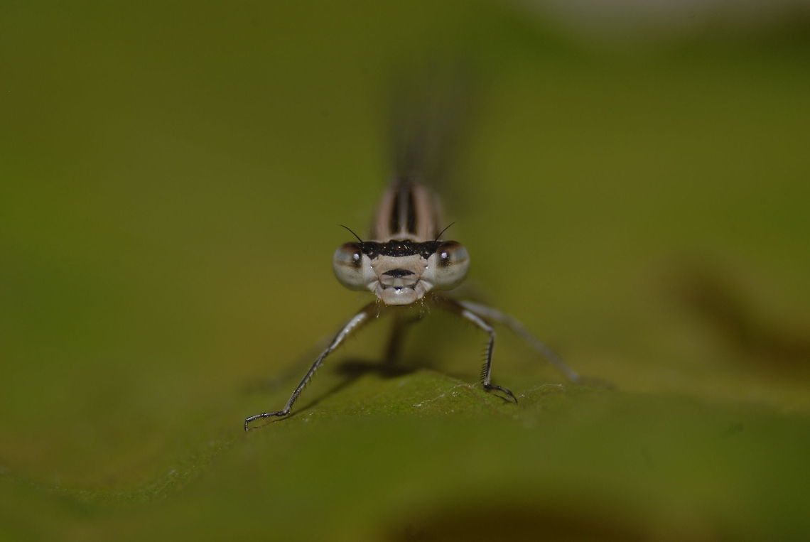 9283866175_a328368962_o  animalia,biodiversity,coenagrionidae,insects,odonata,zygoptera