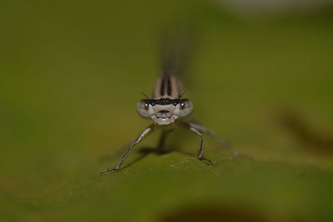 9283866175_a328368962_o  animalia,biodiversity,coenagrionidae,insects,odonata,zygoptera