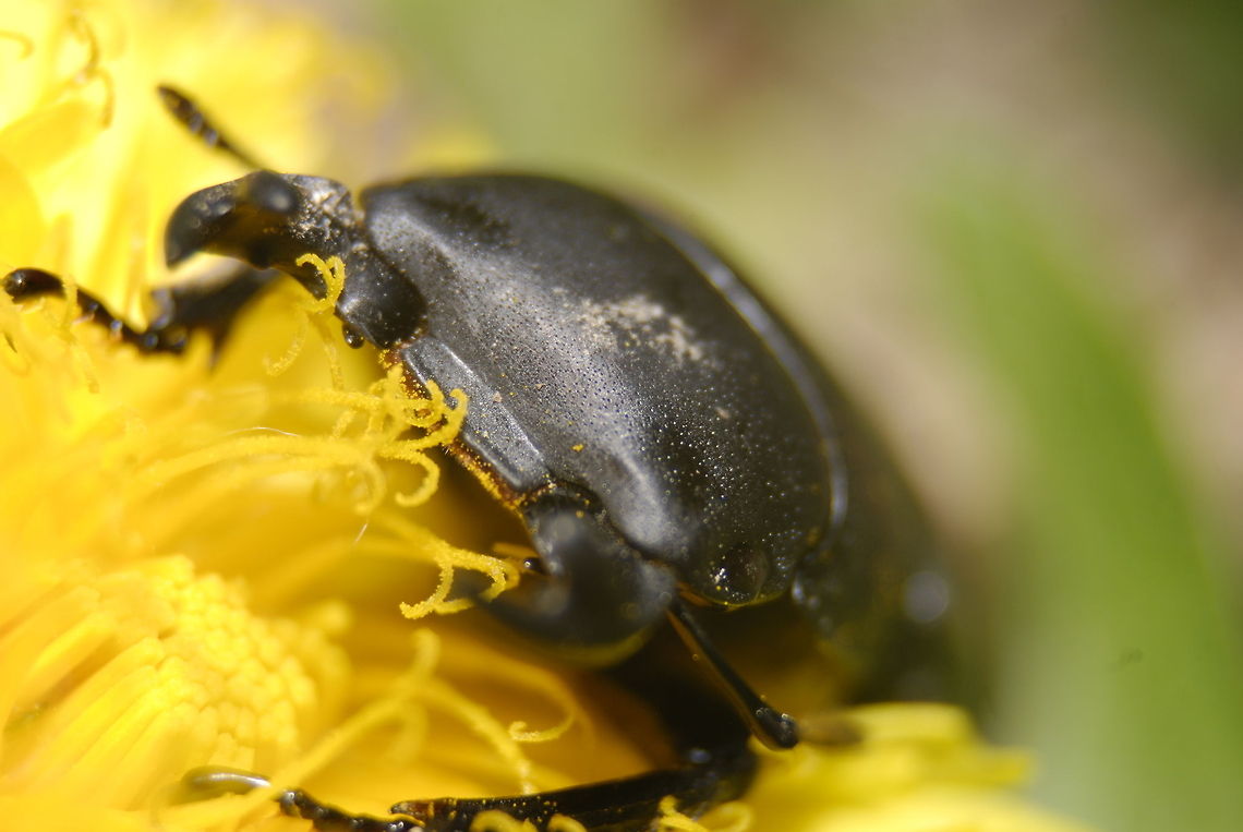 9504557482_6f6327235e_o(1)