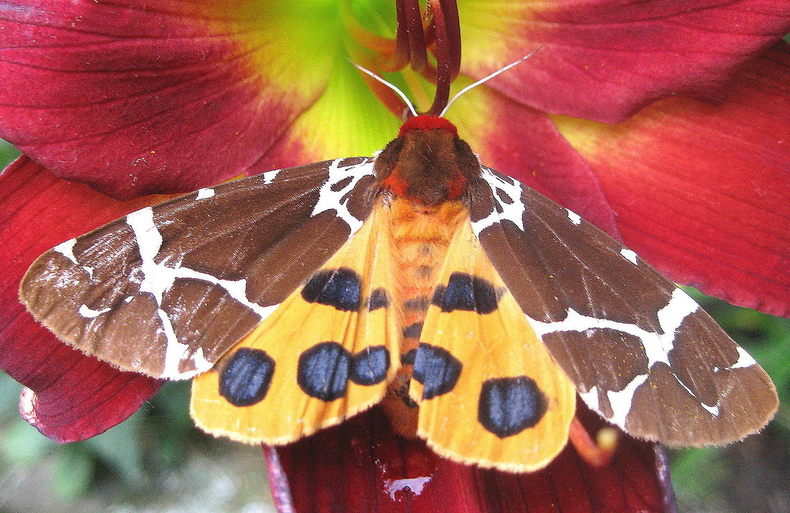 Garden tiger moth This beautiful moth enjoyed my day lilies and spent the day going from one flower to the next. Arctia caja,Garden tiger moth,Geotagged,United States