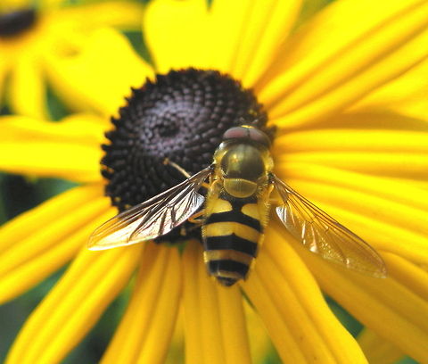 American Hover fly (Eupeodes americanus) on a Black-eyed Susan (Rudbeckia hirta) My flower gardens are full of these pretty Black-eyed Susans......so there are always hover flies too! Commonly mistaken for bees, the hover fly is a colorful yellow and black striped (or banded) flower fly that have no stringer. American hoverfly,Eupeodes americanus,Geotagged,United States