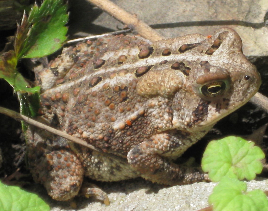 American toad with 2 tiny red "hitchhikers" This is the first photo I took when I bought this camera. This toad is about the size of my fist and if you look closely you will see two tiny red bugs on him. One is in the center of the photo on his right side, the other is behind his left eye. American toad,Anaxyrus americanus,Geotagged,United States