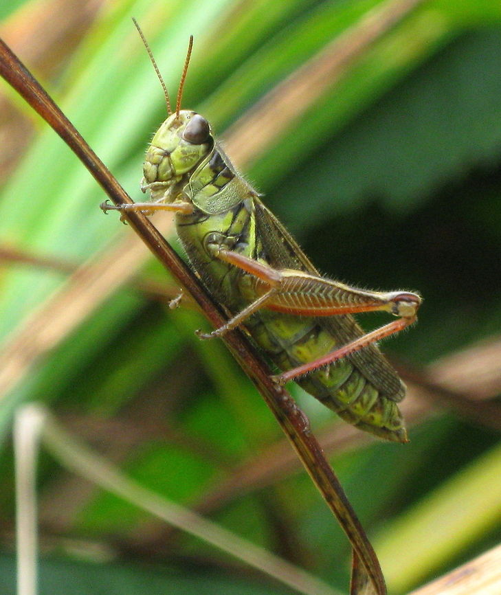 Differential Grasshopper (Melanoplus differentialis) This grasshopper is easily identified by the prominent chevron design on it&#039;s hind legs, seen here on a tall blade of field grass. Differential grasshopper,Geotagged,Melanoplus differentialis,United States