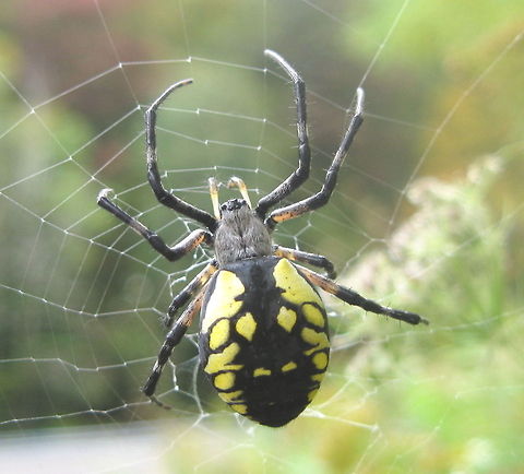 Black and Gold Garden spider (Argiope aurantia) Argiope aurantia female Argiope aurantia,Black and Yellow Garden Spider,Geotagged,United States