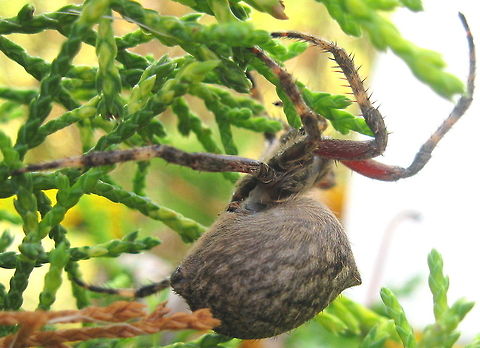 Orb weaver spider in the garden. I found this spider in the garden beside my house! Most people don't particularly like spiders but I LOVE THEM!!!! Geotagged,Neoscona crucifera,United States