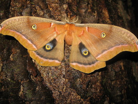 Polyphemus moth  Antheraea polyphemus,Geotagged,Moth Week 2018,Polyphemus moth,United States