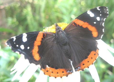 Red Admiral Butterfly A Red Admiral Butterfly sitting on top of a White Coneflower. Geotagged,United States