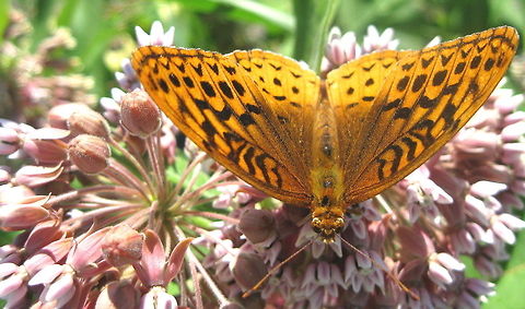 Great_Spangled_Fritillary I captured this Great Spangled Fritillary on a milkweed plant and got this great photo. Geotagged,Great Spangled Fritillary,Speyeria cybele,United States