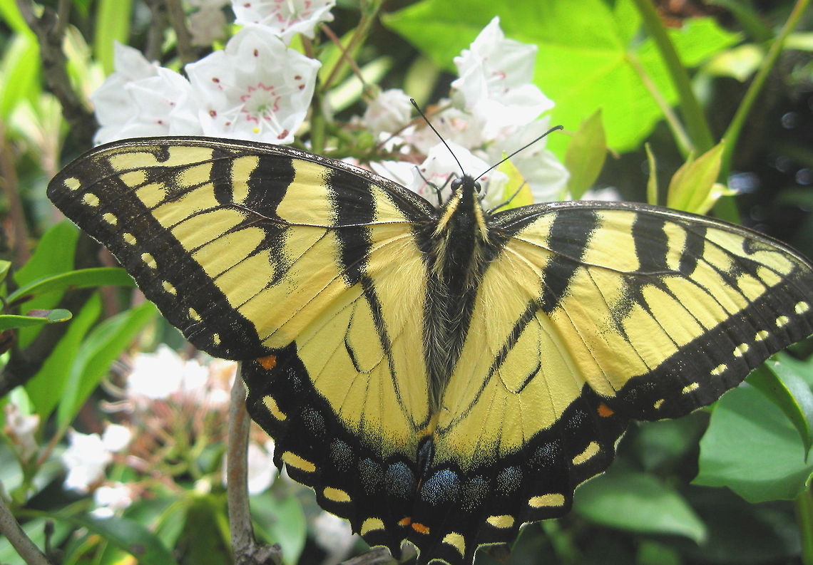 Eastern Tiger Swallowtail This fabulous butterfly was perched on Pennsylvania&#039;s beautiful state flower, Mt. Laurel. Eastern Tiger Swallowtail,Geotagged,Papilio glaucus,United States