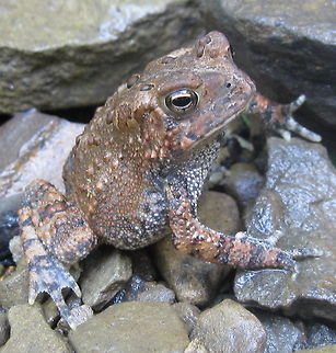 American Toad This beautiful toad was in my garden after a rainy afternoon. American toad,Anaxyrus americanus,Bufo americanus,Geotagged,United States
