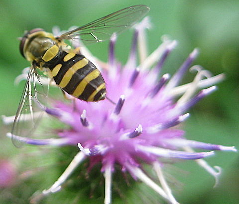 Hover Fly, Flower Fly or Wasp Mimic A beautiful close up of a Hover Fly on a Burdock flower. When this unusual flower of the Burdock plant dries up, it is commonly known as a "stick tight". Geotagged,Syrphus ribesii,United States,syrphus ribesii