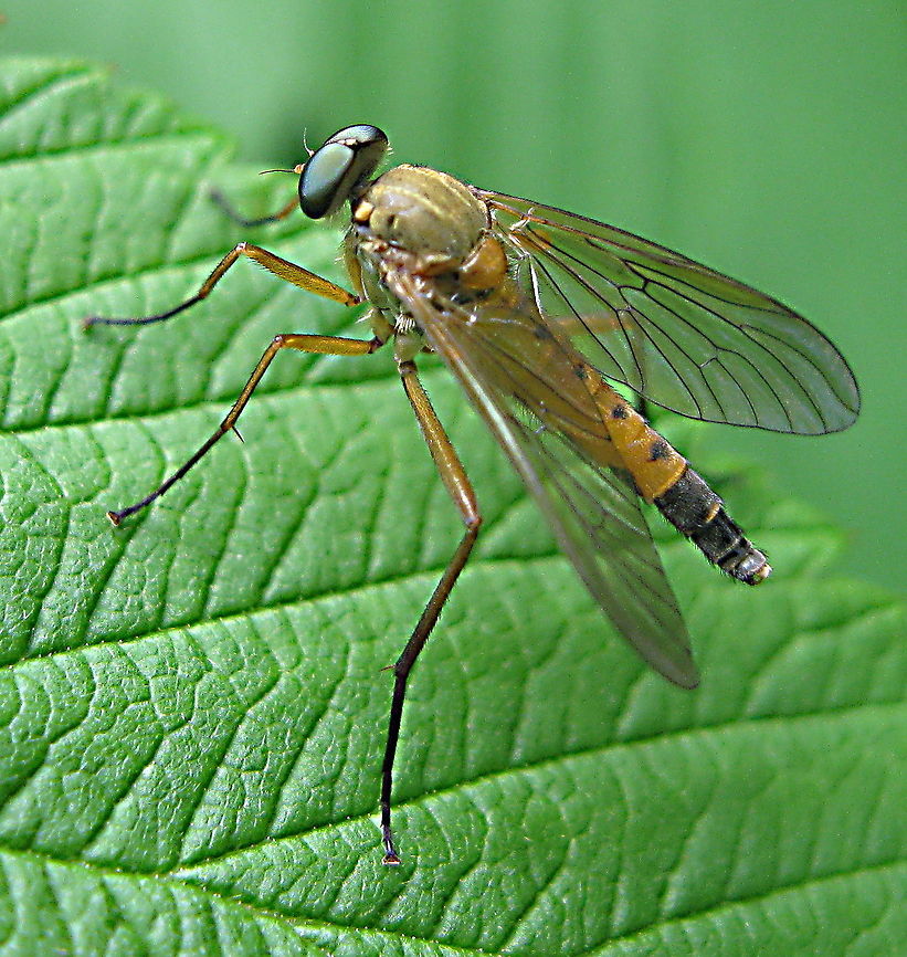 Long-legged Fly This fly was sitting on the leaf of a wild raspberry bush in my backyard. It looks exactly like what it is......a fly with long legs! Interesting..... Geotagged,United States
