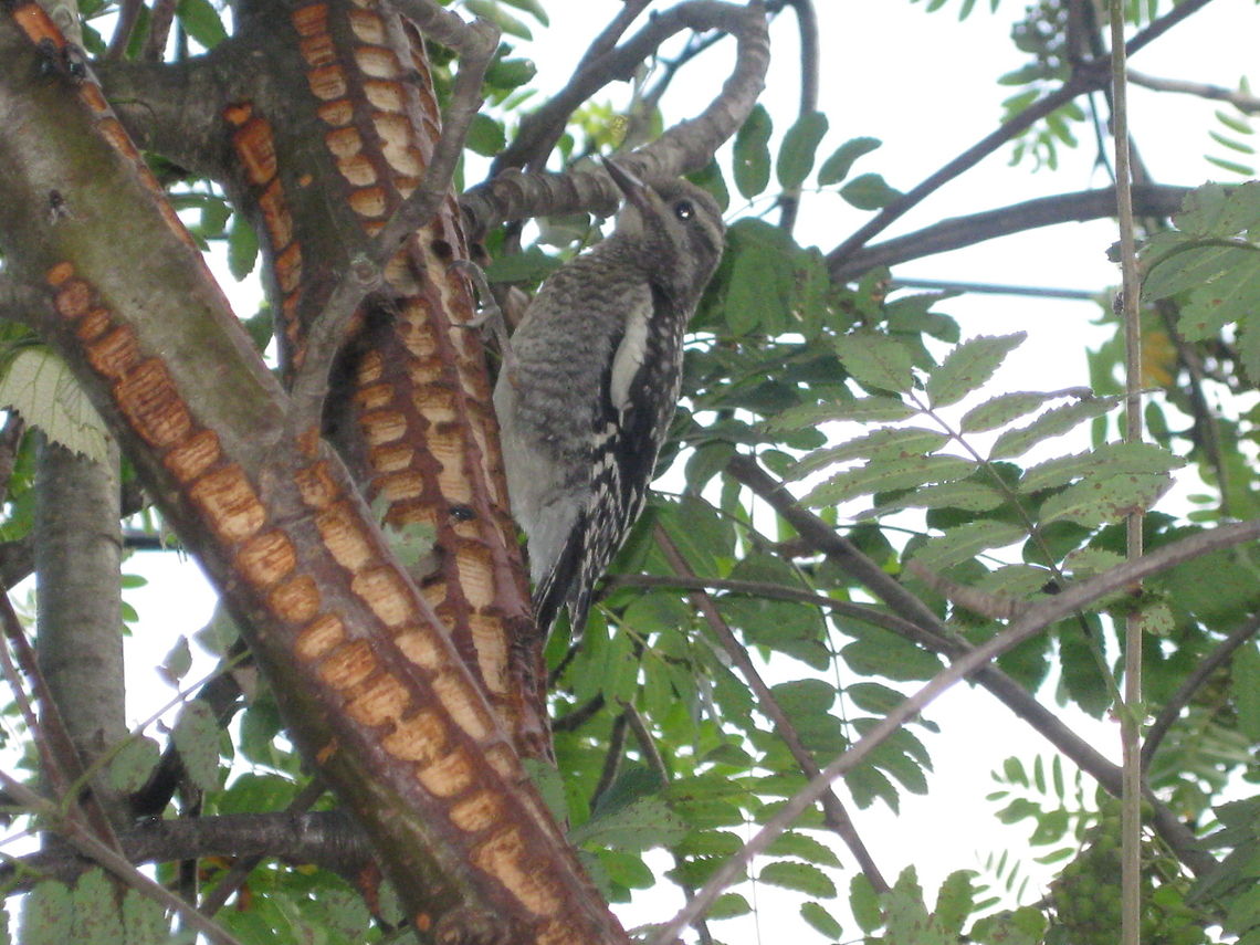 Yellow-bellied Sap Sucker woodpecker This is a juvenile yellow-bellied sap sucker pecking a &quot;grid&quot; into the bark of a European Mt. Ash tree. It is looking for  sap and or insects. Geotagged,Sphyrapicus varius,United States,Yellow-bellied sapsucker