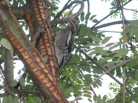 Yellow-bellied Sap Sucker woodpecker This is a juvenile yellow-bellied sap sucker pecking a "grid" into the bark of a European Mt. Ash tree. It is looking for  sap and or insects. Geotagged,Sphyrapicus varius,United States,Yellow-bellied sapsucker