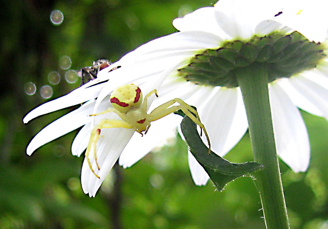 Goldenrod crab spider Goldenrod crab spider on a common daisy waiting for the fly on top of the flower to become its supper. Goldenrod crab spider,Misumena vatia