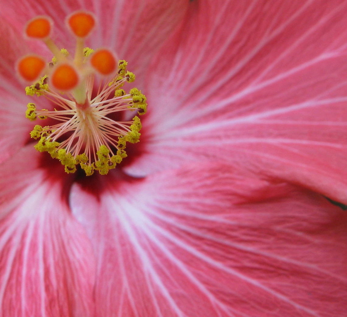Hibiscus  Chinese hibiscus,Geotagged,Hibiscus rosa-sinensis,United States