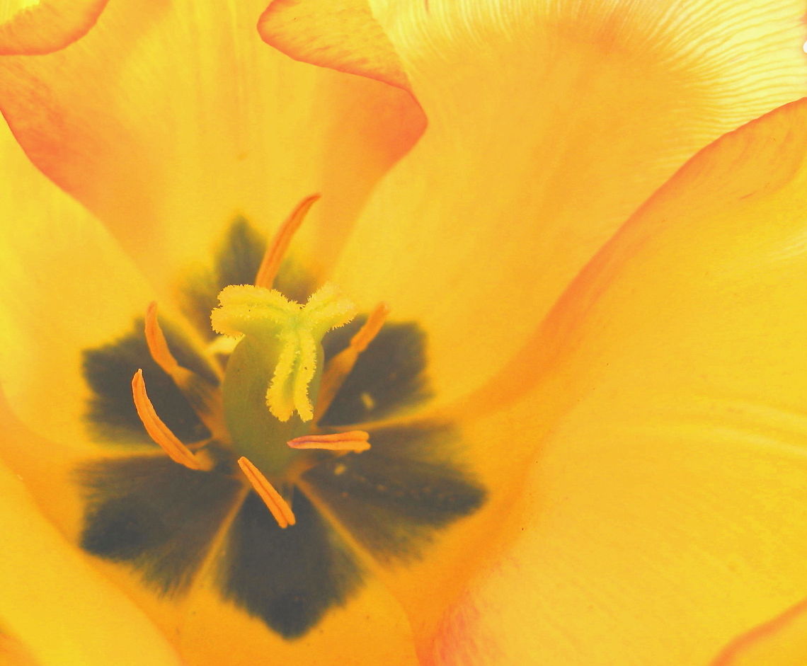 Tulip