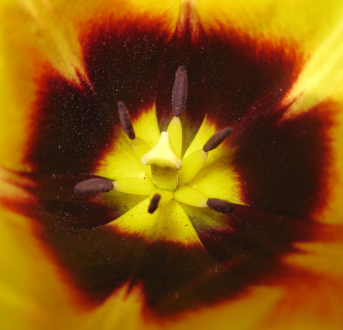 bs_yell_tulip
